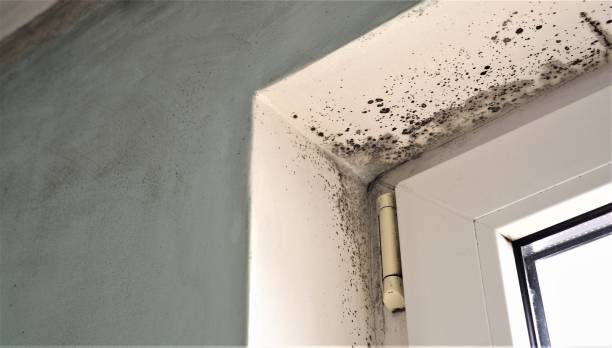 Best Real Estate Mold Inspection  in Detroit, MI