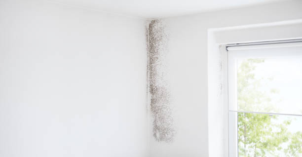 Best Indoor Air Quality Assessment  in Detroit, MI