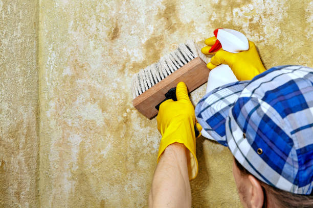 Best Dehumidification Services  in Detroit, MI