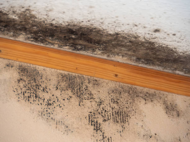 Best Post-Remediation Verification Testing  in Detroit, MI